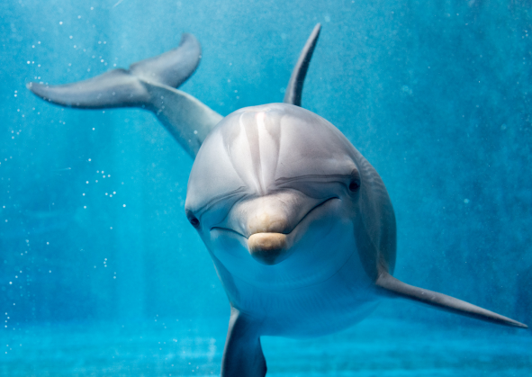 dauphins martinique tarif